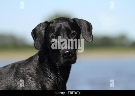 Mongrel ritratto Foto Stock