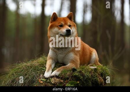 menzogne Shiba Inu Foto Stock