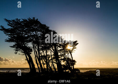Alberi e un uomo stagliano dal sole al tramonto in Fort Bragg California lungo la Highway 1 in Mendocino County Foto Stock