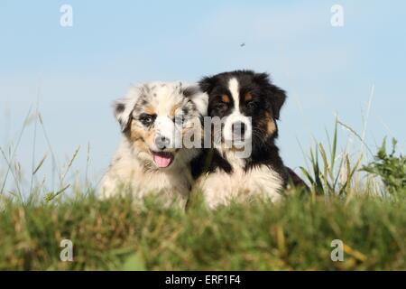 Pastore australiano cuccioli Foto Stock