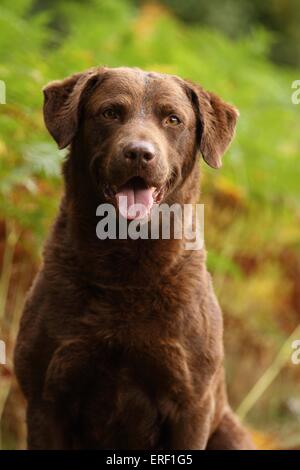 Chesapeake Bay Retriever ritratto Foto Stock