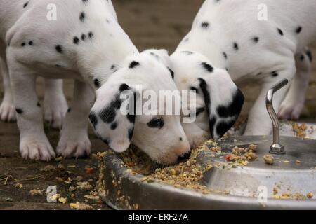 Cuccioli dalmata Foto Stock