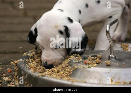 Cucciolo dalmata Foto Stock