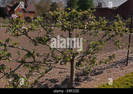 IL VECCHIO GRIEVE INGLESE DI JAMES DELLA MELA È CRESCIUTO COME UN ALBERO FANNED. Foto Stock