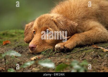 Cucciolo di Toller Foto Stock