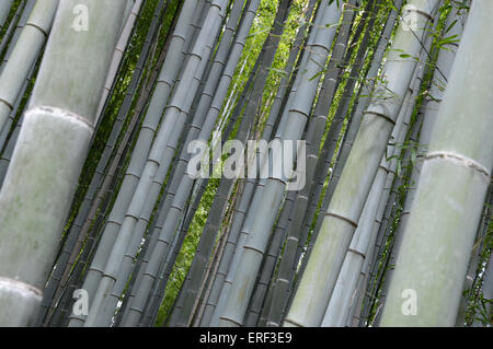 Bambù giapponese Phyllostachys Aurea Koi Foto Stock