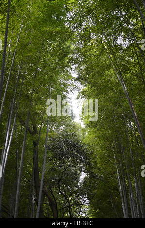 Bambù giapponese Phyllostachys Aurea Koi legname forest Giappone lascia diritta Foto Stock