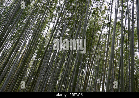 Bambù giapponese Phyllostachys Aurea Koi legname foresta dritto in Giappone lascia il raccolto la mietitura Foto Stock