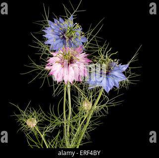 Nigella damascena amore-in-un-nebbia fiore giardino isolato sul nero. Foto Stock