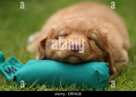 Cucciolo di Toller Foto Stock