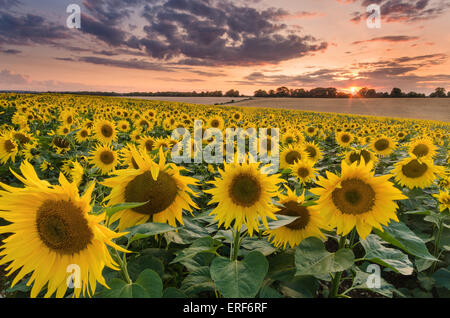 Campo di girasole a South Downs National Park, Hampshire, Vescovi Waltham, England, Regno Unito Foto Stock