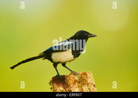 Gazza comune, Pica pica, Worcestershire, England, Regno Unito Foto Stock