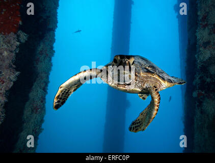 Un bambino tartaruga verde nuotare sotto l'Isola Midway molo nel Papahanaumokuakea Marine National Monument Giugno 29, 2005 in Isola Midway, STATI UNITI D'AMERICA. Foto Stock