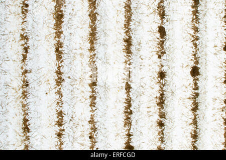 Sporchi di fibra con retroilluminazione pannello di vetro dal di sopra Foto Stock