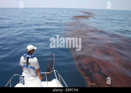 Un biologo della fauna selvatica viste le massicce marea nera nel sargassum causato dalla Deepwater Horizon BP fuoriuscite di olio 14 giugno 2010 nel Golfo del Messico. Foto Stock