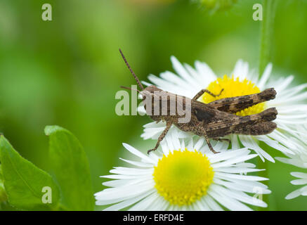 Poco grasshopper sul bordo di tarassaco unito. Foto Stock