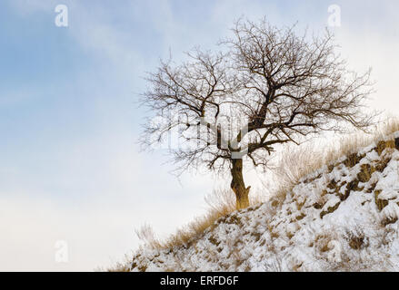 Lonely albicocca albero su una collina contro il cielo del pomeriggio - inverno versione stagionali. Foto Stock