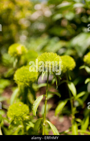 Palla verde impianto (Dianthus barbatus) Foto Stock