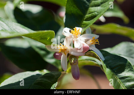 Il Buddha la mano (Citrus medica) Foto Stock