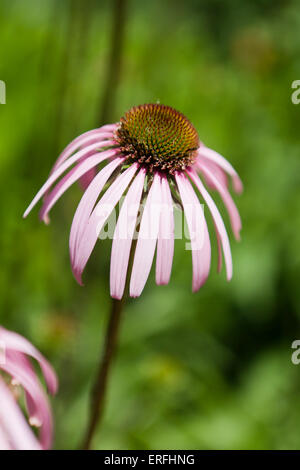 Purple coneflower (Echinacea angustifolia) Foto Stock