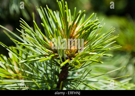 Il coreano aghi di pino closeup (Pinus koraiensis) Foto Stock