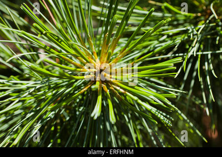 Il coreano aghi di pino closeup (Pinus koraiensis) Foto Stock