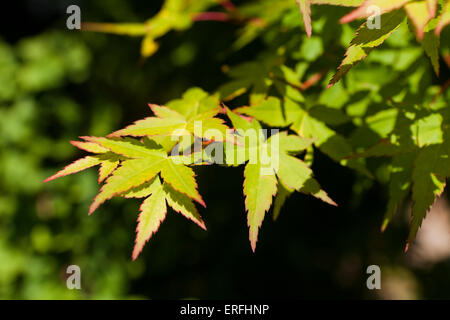 Acero giapponese foglie (Acer palmatum) Foto Stock