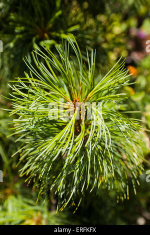 Dragon's Eye coreano chiudere pine (Pinus koraiensis) Foto Stock