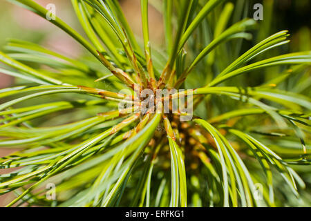 Dragon's Eye coreano chiudere pine (Pinus koraiensis) Foto Stock