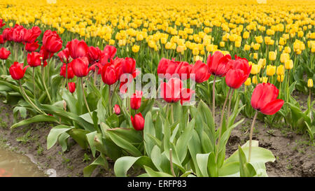Rosso e tulipani gialli che fiorisce in primavera. Foto Stock