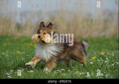 Riproduzione di Shetland Sheepdog Foto Stock