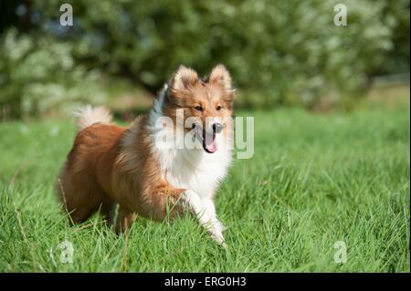 Esecuzione di Shetland Sheepdog Foto Stock