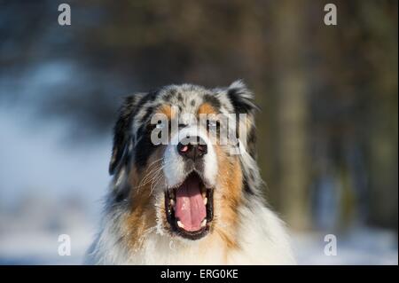 Australian Shepherd ritratto Foto Stock