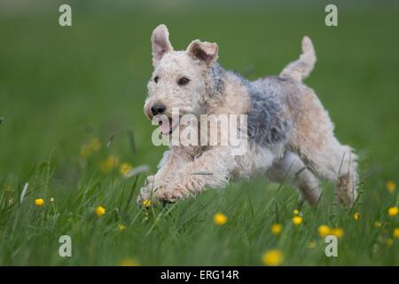 Esecuzione di Lakeland Terrier Foto Stock