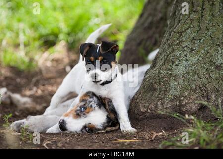 2 cuccioli Foto Stock