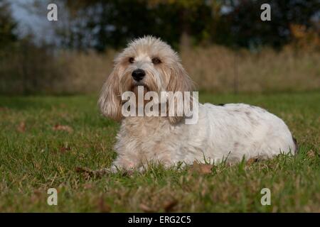 Giacente Petit Basset Griffon Vendeen Foto Stock