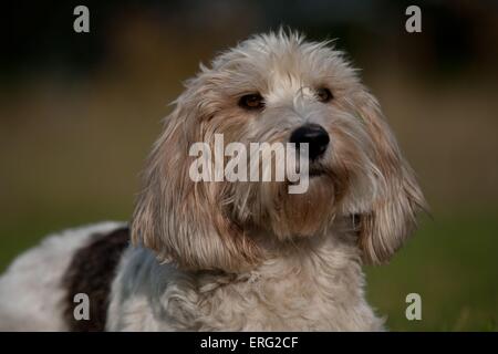 Petit Basset Griffon Vendeen ritratto Foto Stock