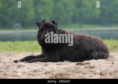 Bouvier des Flandres Foto Stock