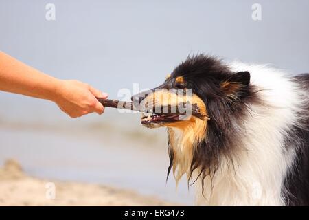 riproduzione di Collie Foto Stock