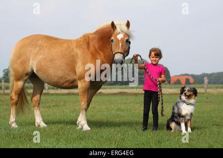 Ragazza con cavalli di razza Haflinger Foto Stock