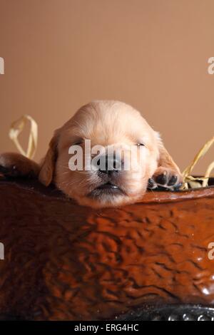 Golden Retriever cucciolo Foto Stock