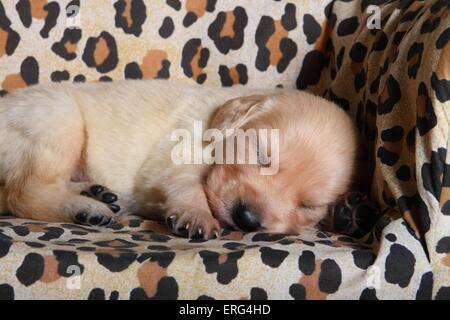 Golden Retriever cucciolo Foto Stock