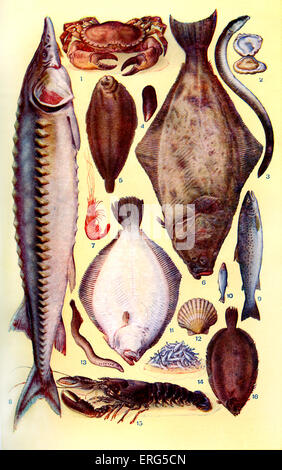 La signora Beeton 's libro di cucina - pesce (da 1 - 16): granchio, ostrica, Anguilla, cozze, sogliola limanda, Halibut, gamberi, storione, trota, spratto, Brill, capesante, lampreda, Bianchetti, aragosta, sogliola di Dover. Nuova edizione del cookerybook, pubblicato per la prima volta 1861. Maria Isabella Beeton, autore inglese, 12 marzo 1836 - 6 febbraio 1865. Foto Stock