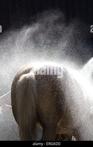 La doccia un cavallo Haflinger Foto Stock