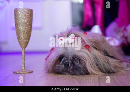 Un ubriaco coccolati cane si trova accanto ad un cristallo di vetro di champagne. Foto Stock