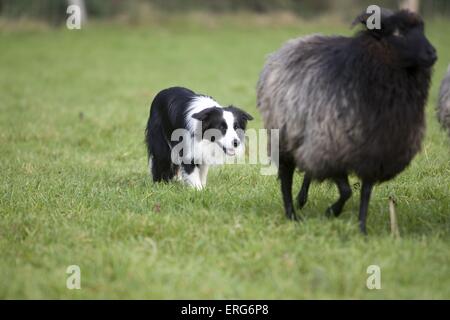 Imbrancandosi Border Collie Foto Stock