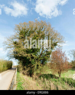 Magnifico antico albero di quercia nella Chiltern Hills accanto a un vicolo del paese Foto Stock