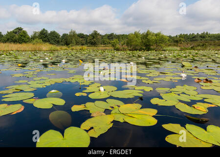 Il lago con ninfee nel Parco Nazionale De Meinweg nei Paesi Bassi Foto Stock