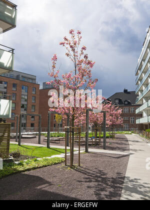 Kvaernerdalen, Oslo Norvegia, nuovi blocchi di appartamenti in una vecchia zona industriale, giardino moderno design, la fioritura dei ciliegi, molla Foto Stock