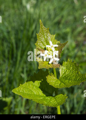 Primo piano di foglie verdi e fiori bianchi, Alliaria petiolata, aglio senape Foto Stock